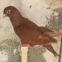 سرخ ماده