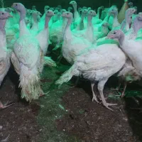 بوقلمون ۶ تا ۸ کیلو