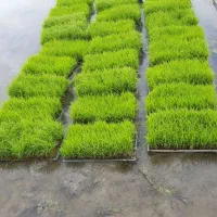 فروش تیم نشا دستگاهی درجه یک طارم و هاشمی ۱۸۰ توما