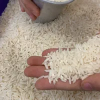 برنج طارم هاشمی اقساطی