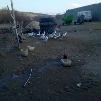 غاز‌محلی‌چاق‌وچله