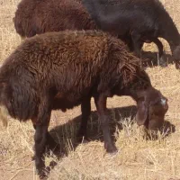 دو عدد قوچ یک سال|حیوانات مزرعه|سربند, |دیوار