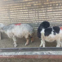 اعدد میش بره|حیوانات مزرعه|مسجد سلیمان, |دیوار