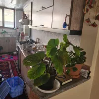 اجاره آپارتمان ۸۸متر در صوفیان|اجارهٔ آپارتمان|صوفیان, |دیوار