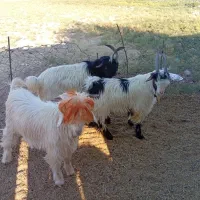 سه بیگ گله داری با ذو عدد بره داشتی|حیوانات مزرعه|مسجد سلیمان, |دیوار