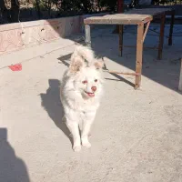 پامر اشپیتز|سگ|گرگان, |دیوار