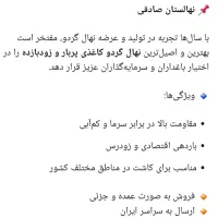 نهال گردو پوست نازک ومغز سفید