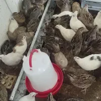 جوجه بلدرچین وبلدرچین گوشتی و تخم گذار|حیوانات مزرعه|رودان, |دیوار