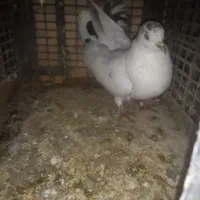 کبوتر پرشی به ضمانت