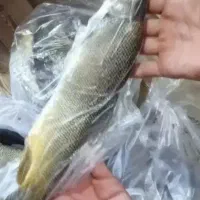 ماهی سپیددشت رسید