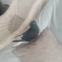 کبوتر|پرنده|همدان, |دیوار