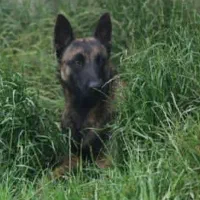 مالینویز|سگ|رشت, گلسار|دیوار