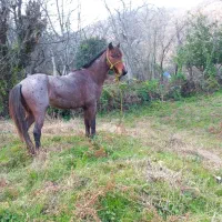 یک راس اسب نر 5ساله