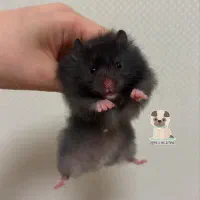 همستر روبروفسکی|موش و خرگوش|ایلام, |دیوار