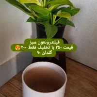 گل سانسوریا|گل و گیاه طبیعی|خواف, |دیوار