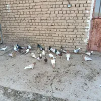 کفتر جفتگاه سینه کله طوقی پشت فریمان