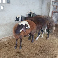 3عدد گوسفند توقلی زیره خاکی