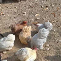 مرغ وخروس کوشین|حیوانات مزرعه|فومن, |دیوار