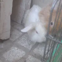 خرگوش لوپ دوتا باهم معافضه با پرنده