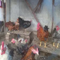 خروس|حیوانات مزرعه|میاندوآب, |دیوار