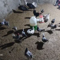 معاوضه بوقلمون با غاز