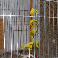 مرغ عشق|پرنده|فولادشهر, A4|دیوار