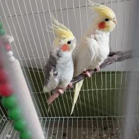 عروس هلندی|پرنده|ری, سیزده آبان|دیوار