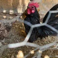 مرغ خروس جاپنیز سبیرایت وجوجه