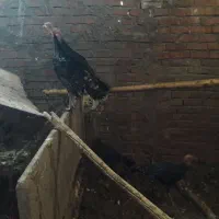 فروش بوقلمون برنز تخم گذار|حیوانات مزرعه|زرند, |دیوار