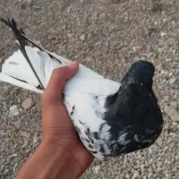 کفتر سر سیاه