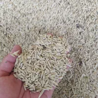 الماتی|حیوانات مزرعه|شیراز, جرسقان|دیوار