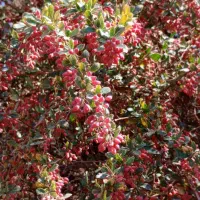 آب زرشک کوهی
