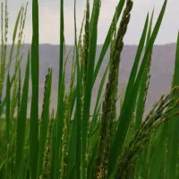 برنج کامفیروزی.(درودزن)