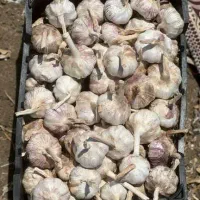 سیر درشت