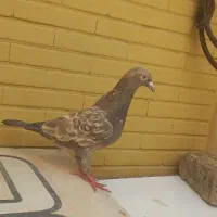مرغ و کفتر