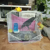 مینا و گلبسر مست خون و سهره و قناری