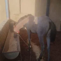 کره مادیان 19ماه