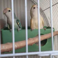 یک جفت طوطی برزیلی بالغ بازیگوش