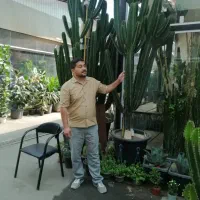 فروش کاکتوس افوربیا اینگنس