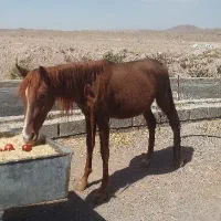 اسب‌نریان کردعرب سه ساله