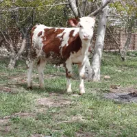 گوساله سمینتال ماده