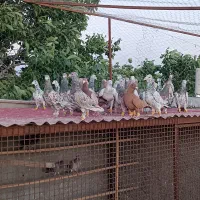 کبوتر‌هفرنگ