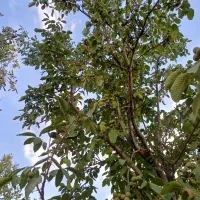 اجاره باغ جهت برداشت