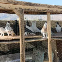 کبوتر نر و ماده