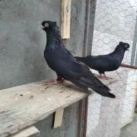 فروش یک جفت کبوتر صرب قطعه دار ضمانتی