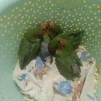 طوطی برزیلی شیطون و زیبا