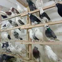 کفتر پرشی (ساعت سنگین قمی)