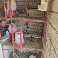 فروش قفس مرغ و خروس سه طبقه