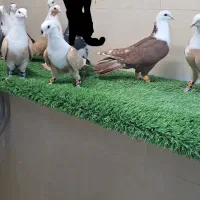 کبوتر کفتر کلاغ کربلایی|پرنده|مشهد, امیرآباد|دیوار