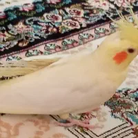 عروس هلندی